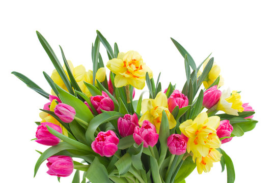bunch  of pink tulips and yellow daffodils