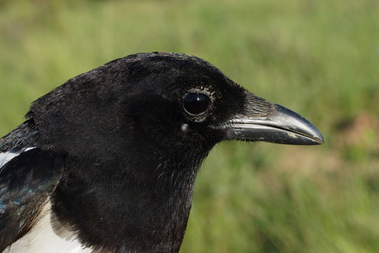 Common Magpie, Pica pica