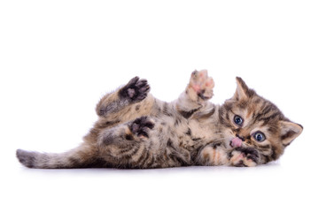 Fototapeta premium striped kitten Scottish breed