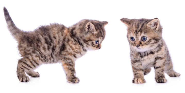 two Scottish kittens