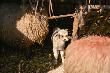 Very young lamb trying to eat hay with his mother