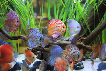symphysodon discus in a tank with aquatic plants