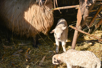 Fototapeta premium Two cute and adorable shy young lambs playing on the farm