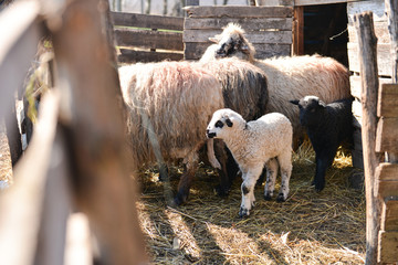 Lambs getting out of the barn with the flock