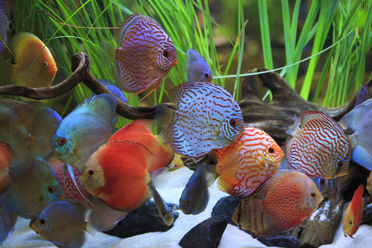 colored discus