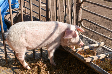piglets at a farm, in stable