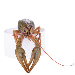 live animal crawfish