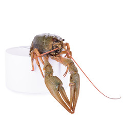 live animal crawfish