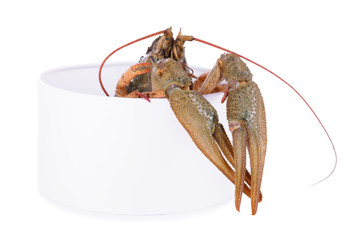 live animal crawfish