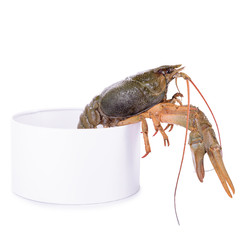 live animal crawfishes
