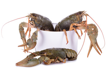 live animal crawfishes