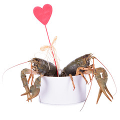 live animal crawfishes