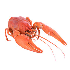 Boiled red crawfish