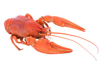 Boiled red crawfish