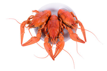 Boiled red crawfishes