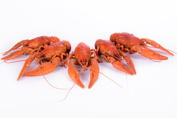 Boiled red crawfishes