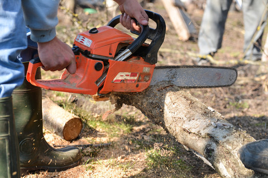 Man cuts tree with chainsaw, concept of deforestation. Selective