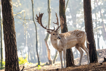 young deer posing in the forest