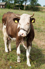 black and white cow tied with chain on pasture