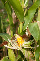 Corn field damaged by severe, extended drought and diseases of p © axentevlad