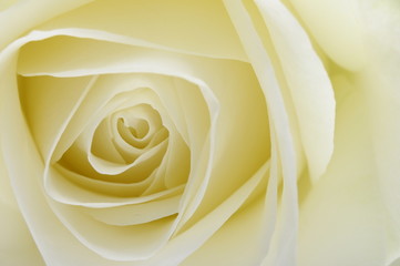 Close up of white rose heart