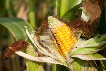 Corn field damaged by severe, extended drought and diseases of p