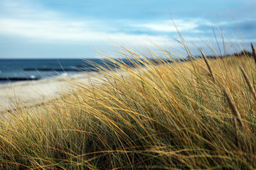 Seegras auf Düne an Ostsee