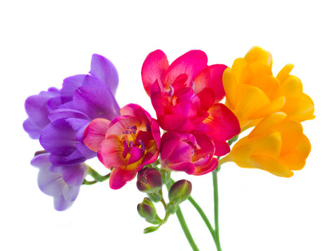 blue, red and yellow freesia  flowers