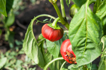 Little and rotten peppers damaged and  by the drought and illnes