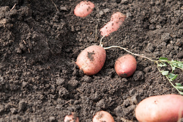 fresh and raw potato on a field, freshly dug. concept of healthy