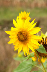 flower of sunflower on the field