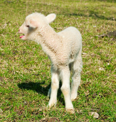 lamb