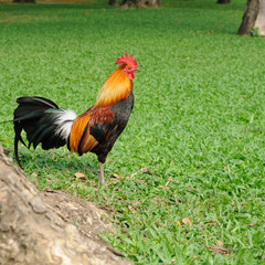 Fototapeta premium Beautiful chicken in public garden.
