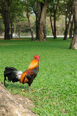 Beautiful chicken in public garden.