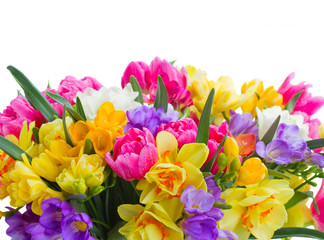 freesia and daffodil  flowers  border
