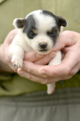 chiot dans les mains de l'homme