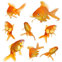 Goldfish in clear water isolated on white