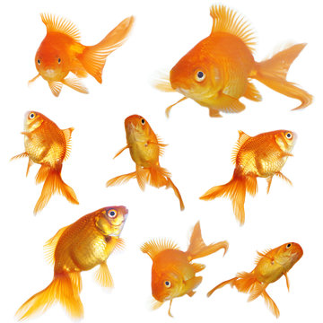 Goldfish In Clear Water Isolated On White