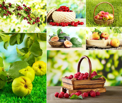 Collage of garden fruits and berries