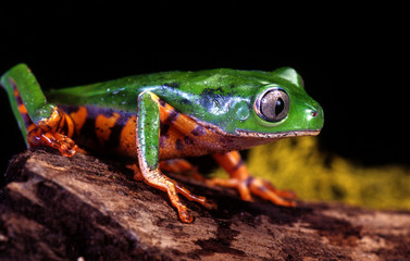 Tiger Leg Tree Frog