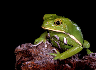 Waxy Monkey Tree Frog