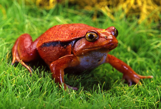 Tomato Frog