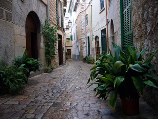 Pflanzen in der Strasse