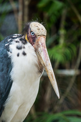 Portrait of Lesser Adjutant
