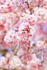 Sakura flowers blooming. Beautiful pink cherry blossom