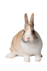 Obraz premium Small domestic rabbit