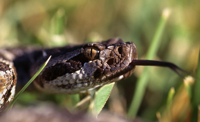 Rattlesnake.