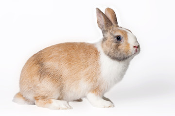 Obraz premium Small domestic rabbit