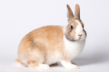 Obraz premium Small domestic rabbit
