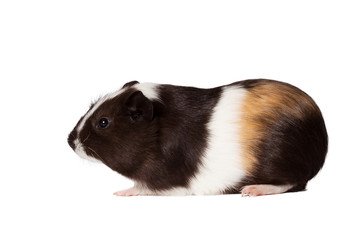 Small colored guinea pig
